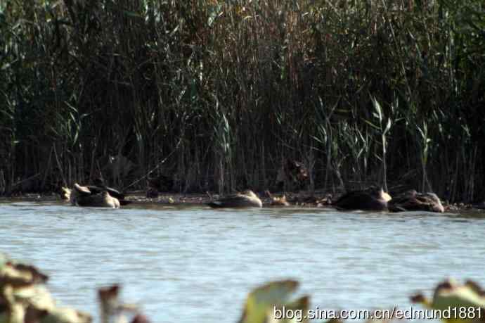 崇明东滩湿地公园十一月鸟况-望远镜打鸟