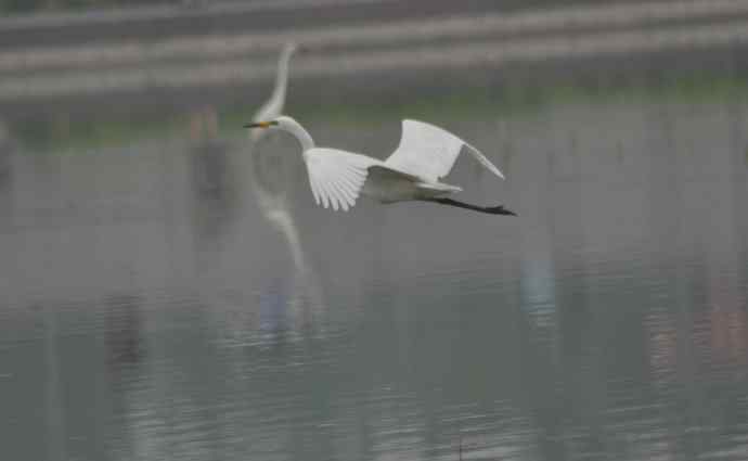 奥林匹克公园白鹭飞 wbr2