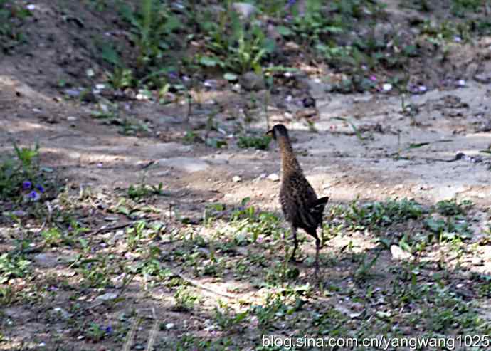 芦苇丛中的秧鸡 wbr2