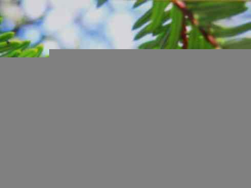 鱼类活化石：月眼鱼