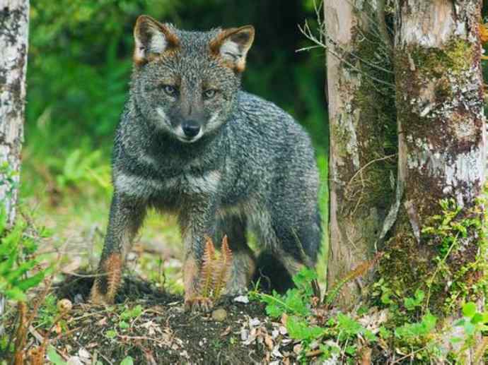 犬科：狐亚科伪狐属之阿根廷狐、山狐、达尔文狐