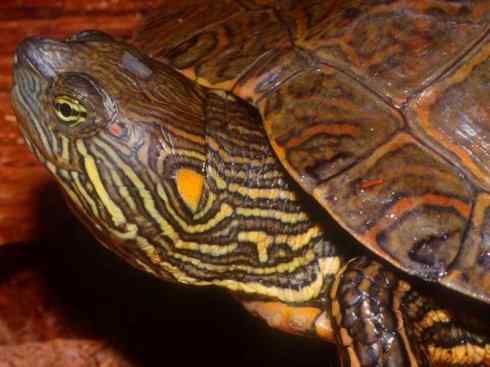 玄武：传说的兽原型探秘（水龟）