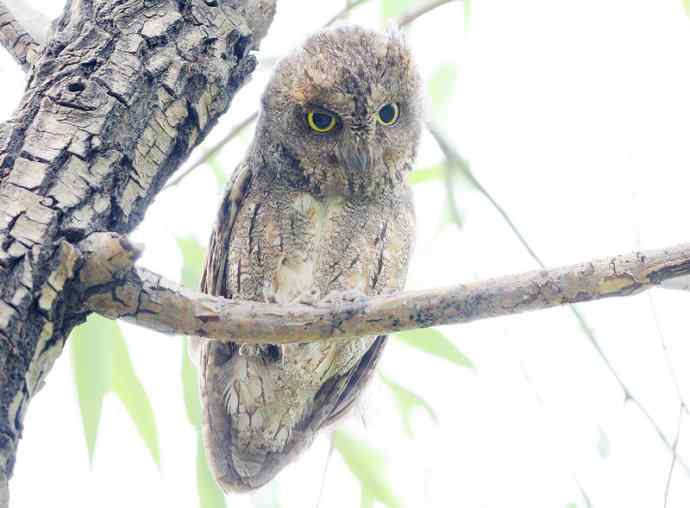 站岗放哨保母子平安的猫头鹰爸爸