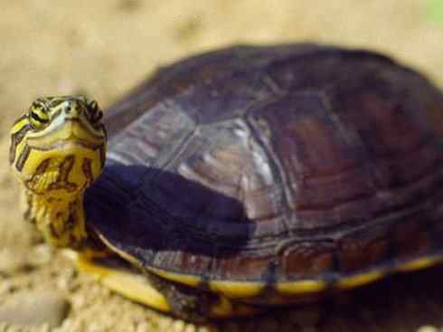 玄武:传说的兽原型探秘(潮龟) 玄武:传说的兽原型探秘(潮龟)