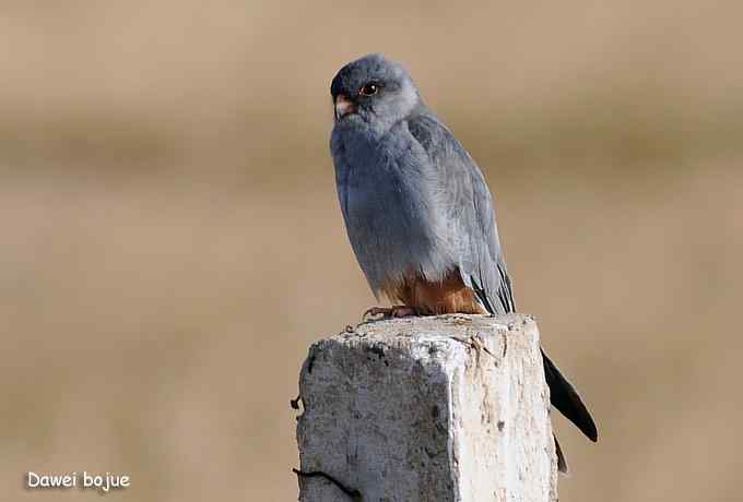 草原的几只猛禽