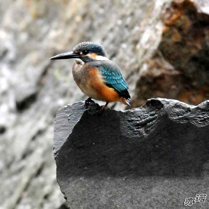 圆明园&nbsp;wbr路&nbsp;wbr雨天的小翠