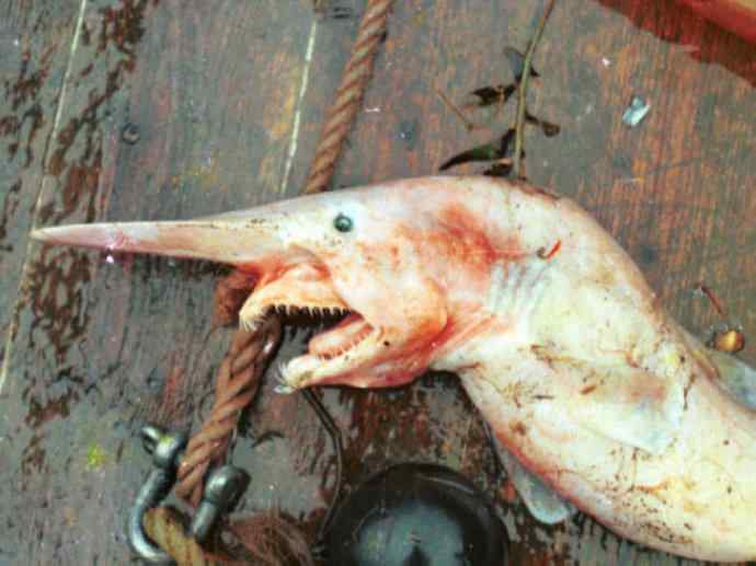 鱼类活化石：魔鬼鲨