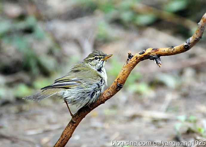 极北柳莺(浴后晾羽)3 极北柳莺(浴后晾羽)3