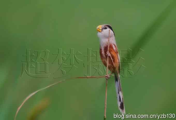 我的处女震旦(组图,8张图片)