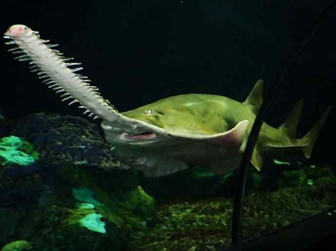 鱼类活化石：锯鳐