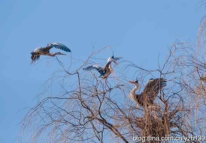 翠湖繁殖羽（组图，12张图片）
