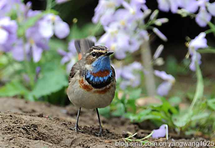 蓝喉歌鸲 wbr1 蓝喉歌鸲 wbr1