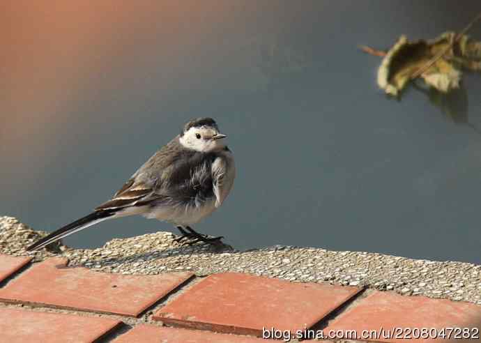151.圣诞节送上12月份拍新鸟