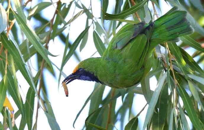不知细叶谁来扮 wbr金额叶鹎似柳条