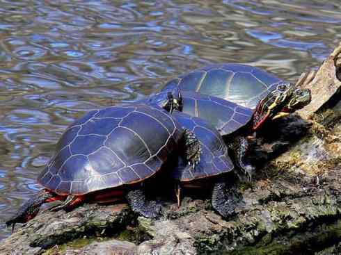 玄武：传说的兽原型探秘（鳄龟）