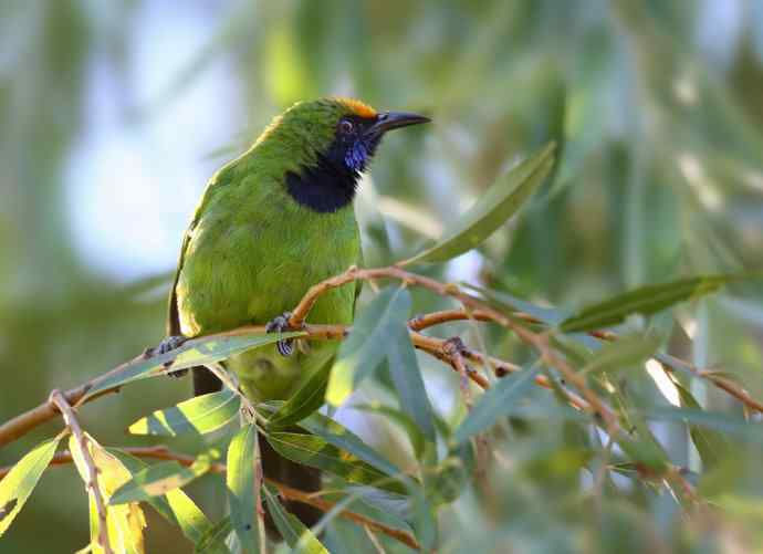 不知细叶谁来扮 wbr金额叶鹎似柳条