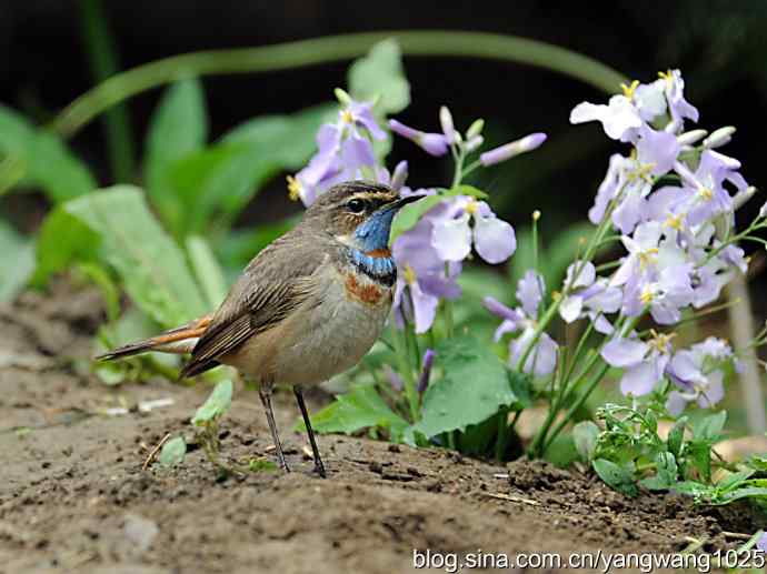 蓝喉歌鸲 wbr1 蓝喉歌鸲 wbr1