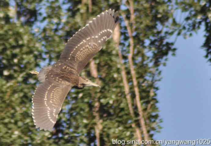 飞（夜鹭） wbr3