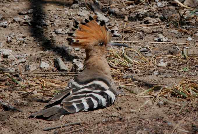 让偶一次拍个够