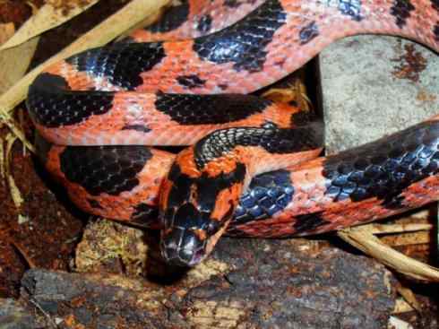 龙：传说的兽原型探秘（游蛇类）