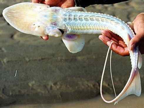 鱼类活化石:中华鲟 鱼类活化石:中华鲟