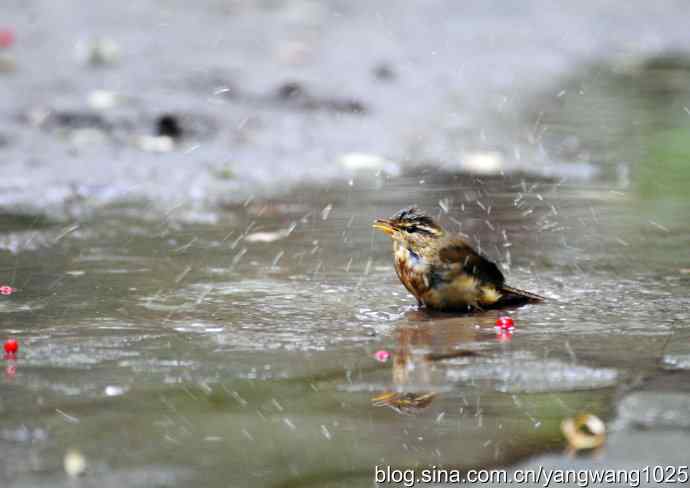 洗浴中的褐柳莺