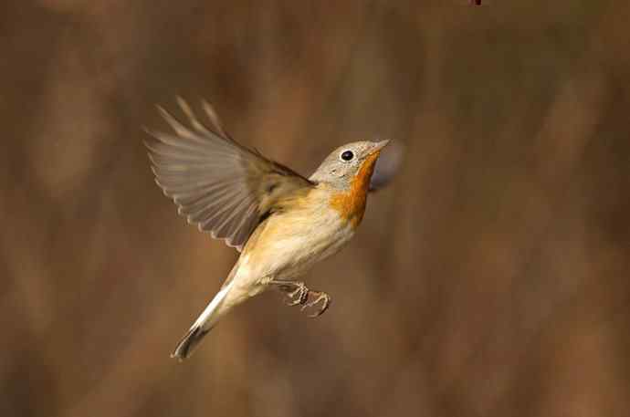 红胸姬鹟的美丽飞翔