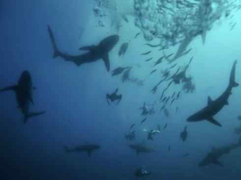 自然奇观:动物大迁徙(沙丁鱼) 自然奇观:动物大迁徙(沙丁鱼)