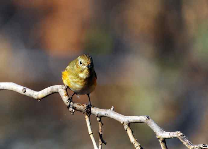 雌性红胁蓝尾鸲（16）
