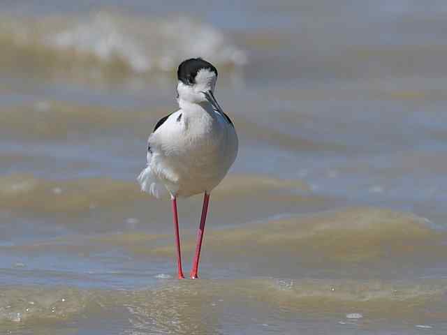 野鸭湖拍摄纪实(牛背鹭黄鹡鸰长脚鹬)
