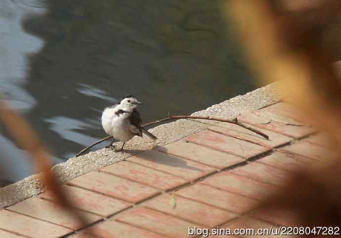151.圣诞节送上12月份拍新鸟