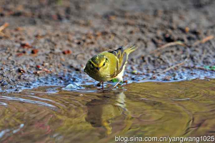 黄腰柳莺(19) 黄腰柳莺(19)