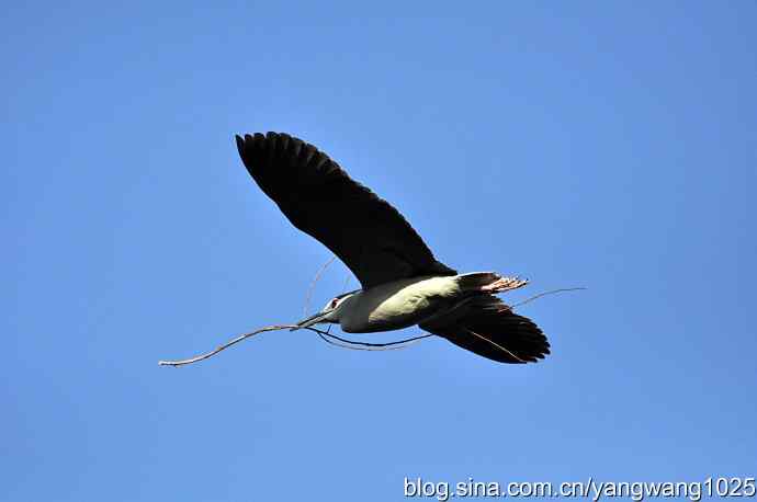 飞(夜鹭)17 飞(夜鹭)17