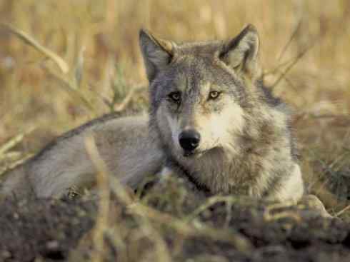 狈：传说的兽原型探秘（狼）