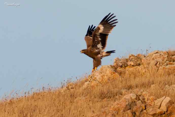 草原有约. wbr夕阳下与草原雕一家敖包相会