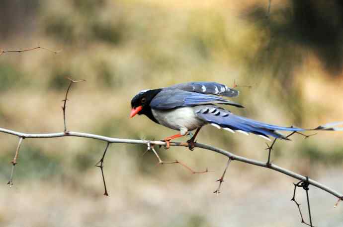 红嘴蓝鹊（11）