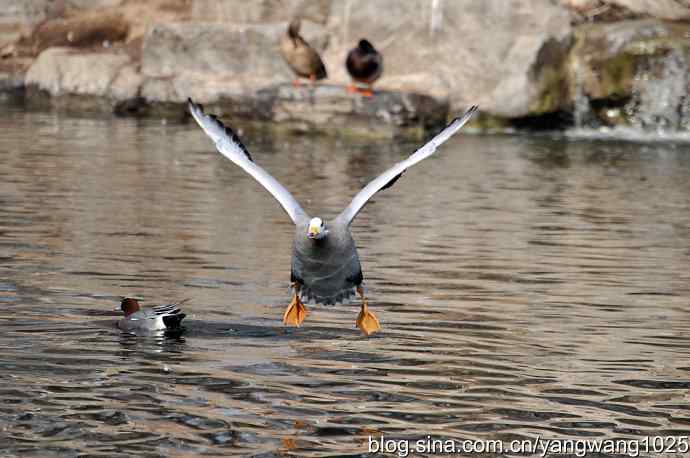 飞(斑头雁) 飞(斑头雁)