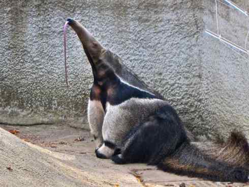 盘点十二大著名食蚁动物:食蚁兽 盘点十二大著名食蚁动物:食蚁兽