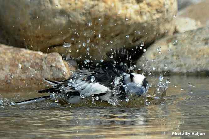 鸟为悦己者容(白鹡鸰梳洗版)
