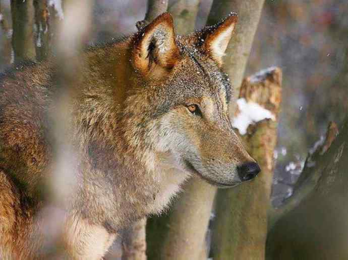 犬科：犬亚科犬属之澳洲野犬、歌唱犬、家犬