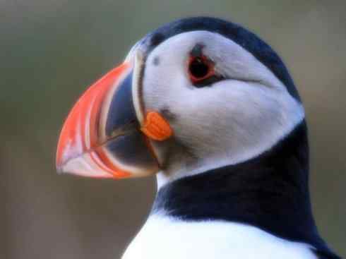 猎奇：奇特的鸟喙之七