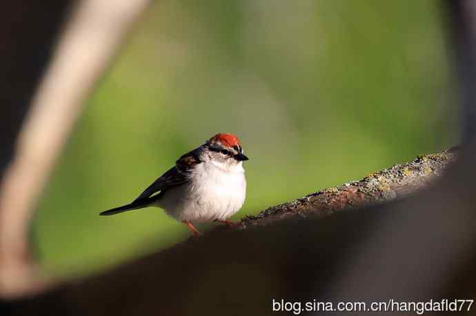 美国鸟类摄影——棕顶雀鹀(4)