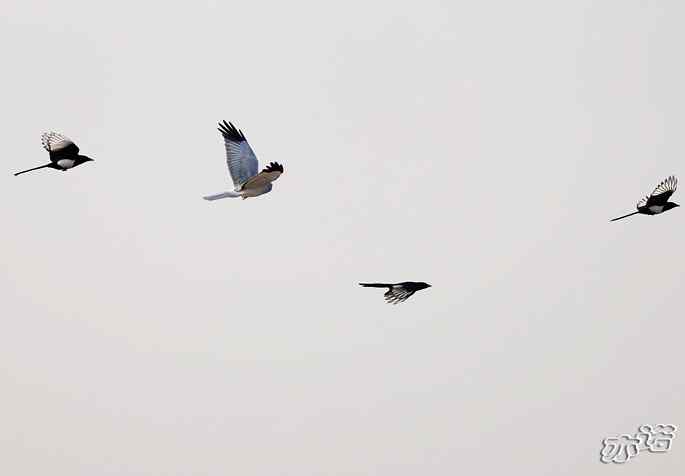 官厅水库&nbsp;wbr路&nbsp;wbr被喜鹊驱赶的白尾鹞