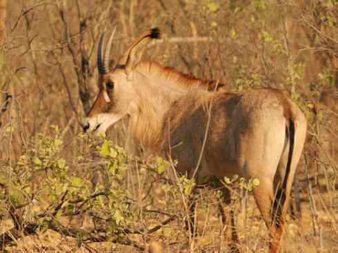 麒麟：传说的兽原型探秘（马羚）