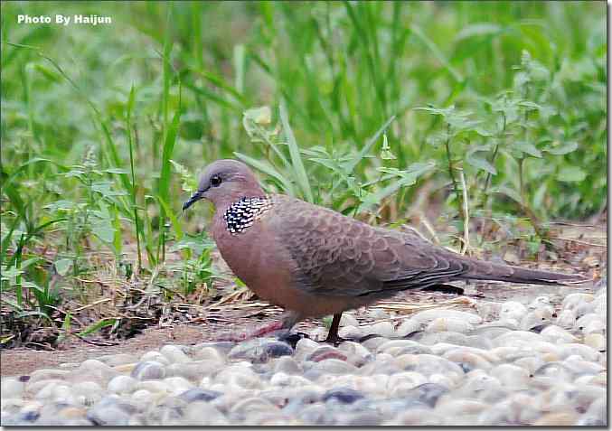 美丽从朱颈开始