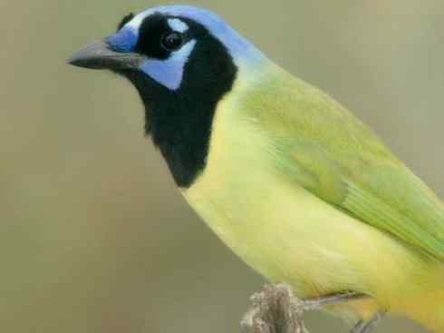 美丽无罪：雀鸟之蓝鸦