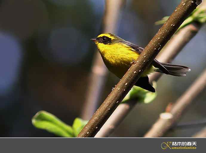 腾冲拍鸟：黄腹扇尾鹟、栗腹shi、栗臀shi