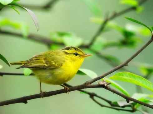 美丽无罪：雀鸟之地莺