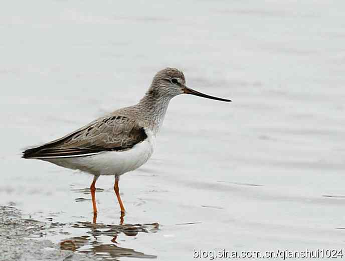 来去匆匆翘嘴鹬 来去匆匆翘嘴鹬