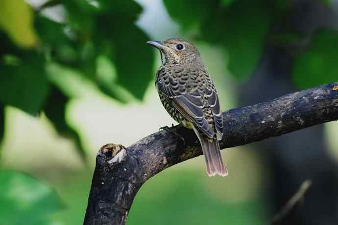 【新鸟】白喉矶鸫（雌）